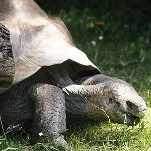 Galapagos giant tortoise (Chelonoidis niger), 2024-06-30