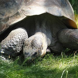 Galapagos giant tortoise (Chelonoidis niger), 2024-06-30