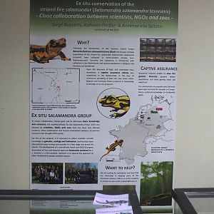 Banded fire salamander conservation project signage, 2024-06-30
