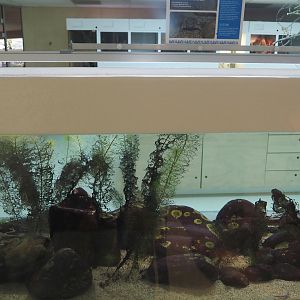Conservation Center - Titicaca water frog tank, 2024-06-30