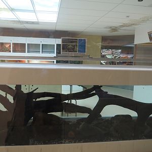 Conservation Center - Lake Pátzcuaro salamander tank, 2024-06-30