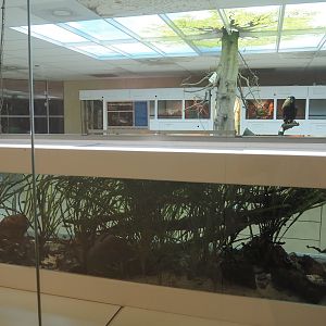Conservation Center - Tequila splitfin tank, 2024-06-30