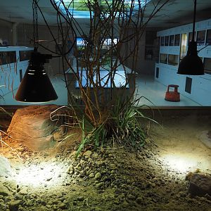 Conservation Center - Egyptian tortoise terrarium, 2024-06-30