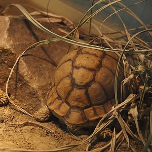 Egyptian tortoise (Testudo kleinmanni), 2024-06-30
