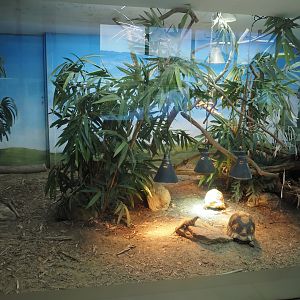 Conservation Center - Ploughshare tortoise and Cuvier's Madagascar swift terrarium, 2024-06-30