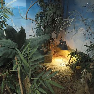 Conservation Center - Part of Ploughshare tortoise and Cuvier's Madagascar swift terrarium, 2024-06-30