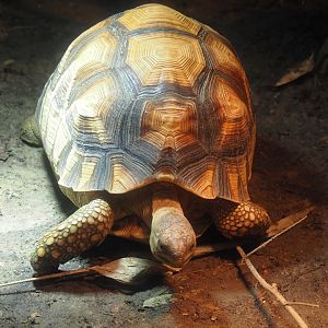 Ploughshare tortoise (Astrochelys yniphora), 2024-06-30