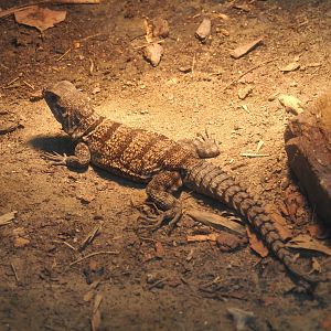 Cuvier's madagascar swift (Oplurus cuvieri), 2024-06-30