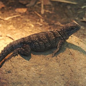 Cuvier's madagascar swift (Oplurus cuvieri), 2024-06-30
