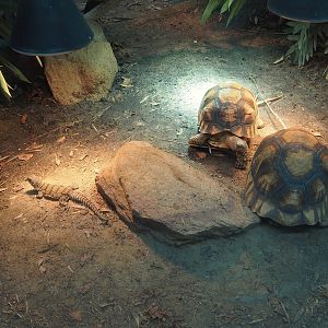 Ploughshare tortoises (Astrochelys yniphora) and Cuvier's madagascar swift (Oplurus cuvieri), 2024-06-30