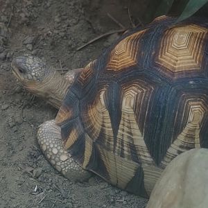 Ploughshare tortoise (Astrochelys yniphora), 2024-06-30