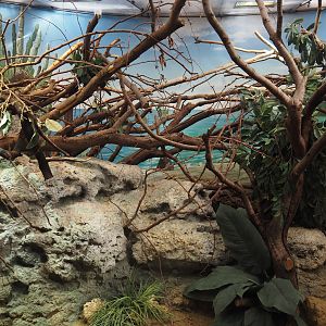 Conservation Center - Lesser Antillean iguana terrarium, 2024-06-30