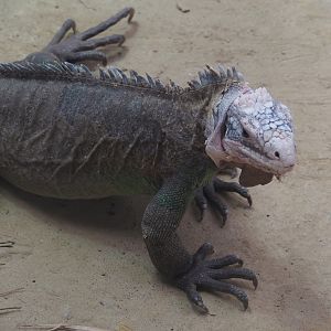 Lesser Antillean iguana (Iguana delicatissima), 2024-06-30