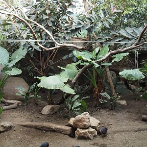 Conservation Center - Asian bird exhibit, 2024-06-30