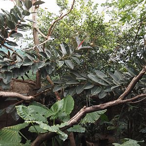 Conservation Center - Asian bird exhibit, 2024-06-30