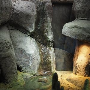 Conservation Center - Colorado River toad terrarium, 2024-06-30