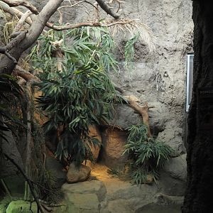 Conservation Center - Younger Komodo dragon exhibit, 2024-06-30