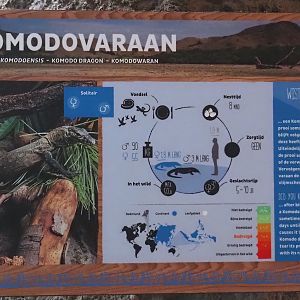 Komodo dragon signage, 2024-06-30