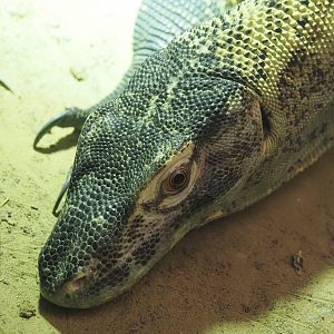 Komodo dragon (Varanus komodoensis), 2024-06-30
