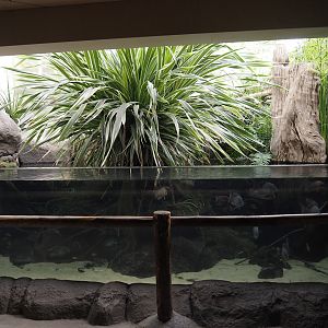 Conservation Center - Madagascar cichlid tank, 2024-06-30