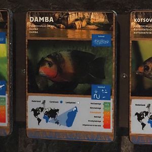 Conservation Center - Madagascar cichlid signage, 2024-06-30