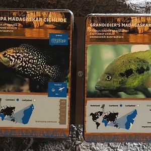 Conservation Center - Madagascar cichlid signage, 2024-06-30