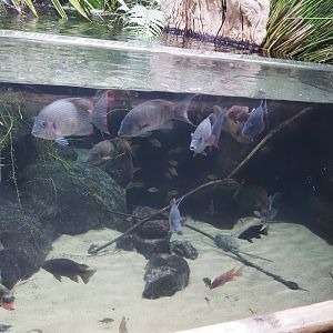 Conservation Center - Madagascar cichlid tank, 2024-06-30