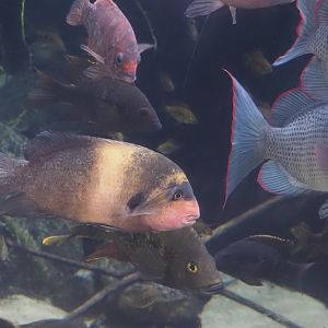 Madagascar cichlids, 2024-06-30