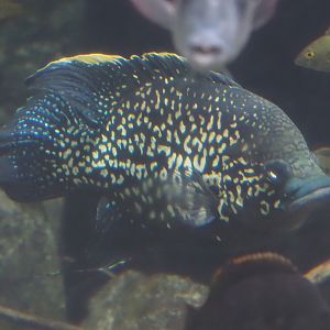 Black diamond cichlid (Paratilapia polleni), 2024-06-30