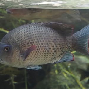 Pinstripe damba (Paretroplus menarambo), 2024-06-30