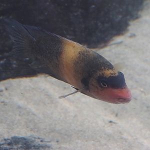 Damba (Paretroplus damii), 2024-06-30