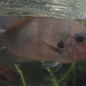 Kotsovato cichlid (Paretroplus kieneri), 2024-06-30
