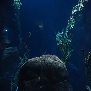 Kelp forest tank (Now gone), 2024-06-30