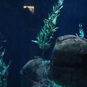Kelp forest tank (Now gone), 2024-06-30