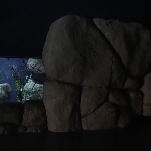 California kelp forest seafloor and Kelp forest tanks (Now gone), 2024-06-30