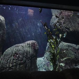 California kelp forest seafloor tank (Now gone), 2024-06-30