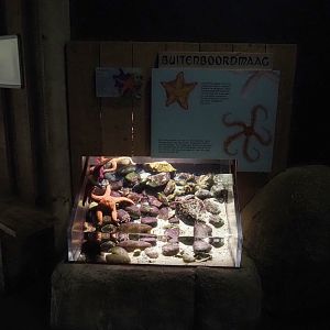 Ochre sea star tank (Now gone), 2024-06-30