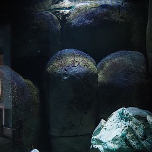 American lobster tank (Now gone, lobster is now in a different exhibit), 2024-06-30