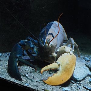 Bi-colored chimera American lobster (Homarus americanus), 2024-06-30