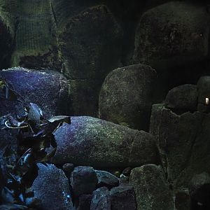 Shiner perch tank (Now gone), 2024-06-30