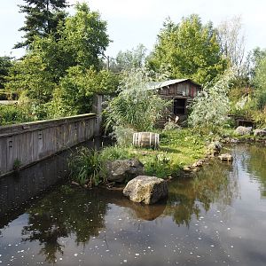 Raccoon exhibit, 2024-06-30