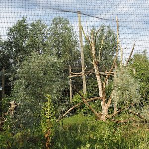 Steller's sea eagle aviary, 2024-06-30