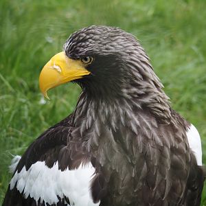 Steller's sea eagle (Haliaeetus pelagicus), 2024-06-30