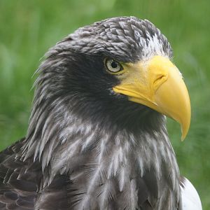 Steller's sea eagle (Haliaeetus pelagicus), 2024-06-30