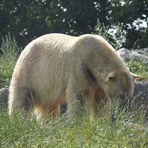 Polar bear (Ursus maritimus), 2024-06-30