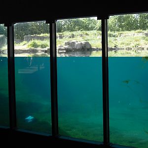 Polar bear underwater viewing area, 2024-06-30
