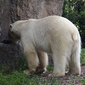 Drinking polar bear (Ursus maritimus), 2024-06-30
