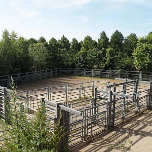American Plains bison holding yards, 2024-06-30