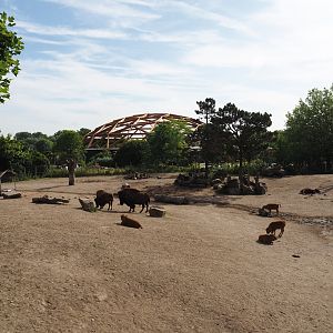 American Plains bison yard, 2024-06-30