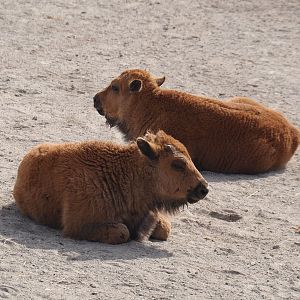 American Plains bison (Bison bison bison) calves, 2024-06-30